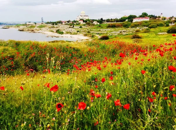 Karadeniz 'in arka planında kırmızı gelincikler ve Tauric Chersonesus' taki tapınak, Sivastopol, Kırım Cumhuriyeti