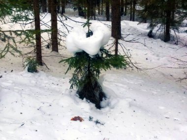 Kış ormanında kar örtüsü üstüne ladin.