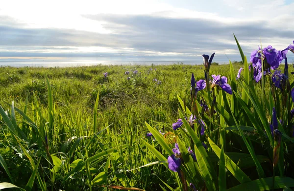 Okhotsk Denizi manzarası ve Kurilsk, Iturup Adası, Kuril Adaları, Rusya kıyılarından İris manzarası