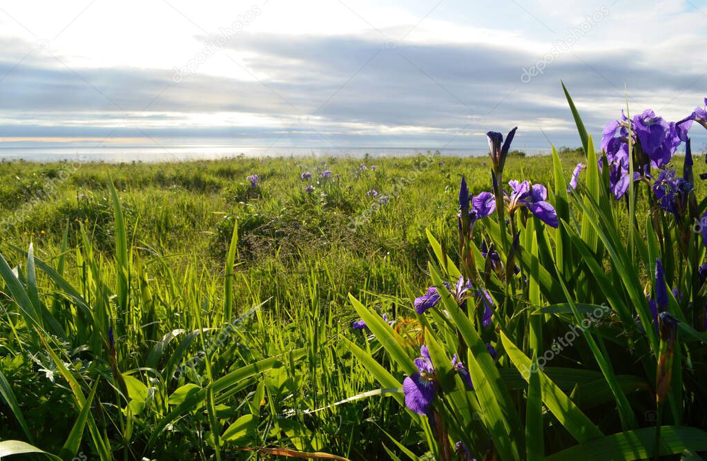 View of the Sea of Okhotsk and Irises from the coast of the city of Kurilsk, Iturup Island, Kuril Islands, Russia