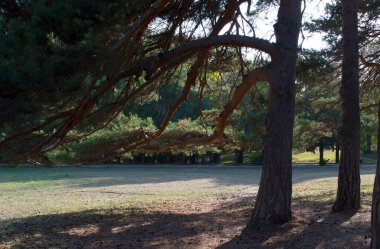 Kislovodsk Parkı 'nda sonbahar, Kafkas Mineral Suları, Rusya