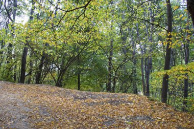 Kislovodsk Parkı 'nda sonbahar, Kosygin Yolu, Kafkas maden suları, Rusya