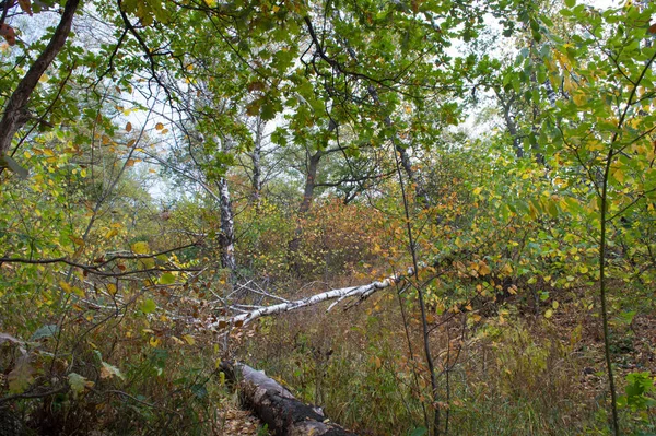 Automne Dans Parc National Kislovodsk Dans Les Montagnes Eaux Minérales — Photo