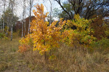 Dağlardaki Kislovodsk Ulusal Parkı 'nda sonbahar manzarası, Kafkas Mineral Suları, Rusya