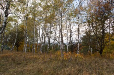 Dağlardaki Kislovodsk Ulusal Parkı 'nda sonbahar manzarası, Kafkas Mineral Suları, Rusya