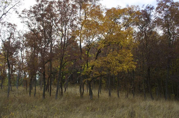 Gouden Herfst Het Nationaal Park Kaukasus Kaukasisch Mineraalwater Rusland — Stockfoto