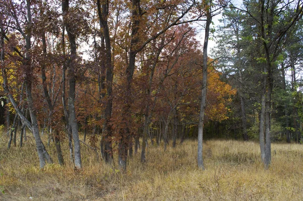 コーカサス国立公園の黄金の秋 コーカサスのミネラルウォーター ロシア — ストック写真