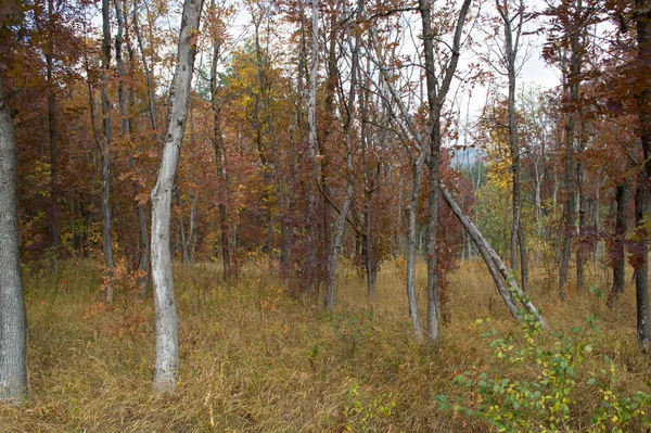 Kafkasya 'daki Ulusal Park' ta Altın Sonbahar, Kafkas Mineral Suları, Rusya