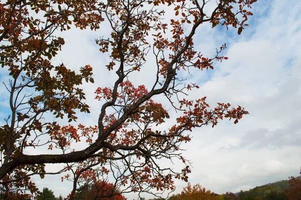 Kislovodsk parkında sonbahar doğası, Kafkasya maden suları, Rusya