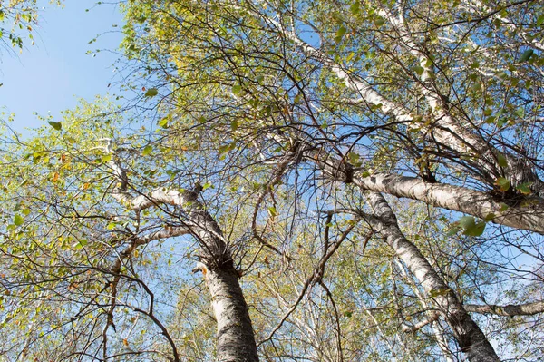 Natura Autunnale Nel Parco Kislovodsk Acque Minerali Caucasiche Russia — Foto Stock