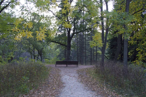 Herfst Natuur Kislovodsky Park Bank Kaukasisch Mineraalwater Rusland — Stockfoto