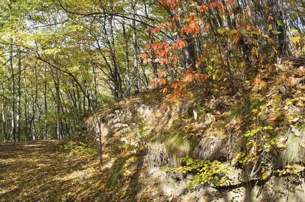 Herbstliche Natur Kislovodsky Park Kosygin Pfad Kaukasisches Mineralwasser Russland — Stockfoto