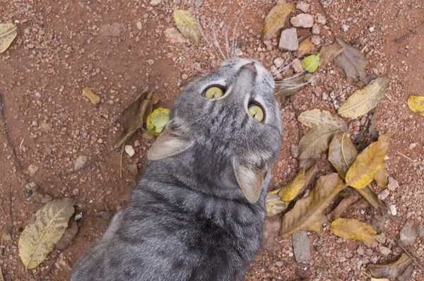 Güzel Görünümlü Bir Kedi Kislovodsk Kafkas Mineral Suları Rusya — Stok fotoğraf