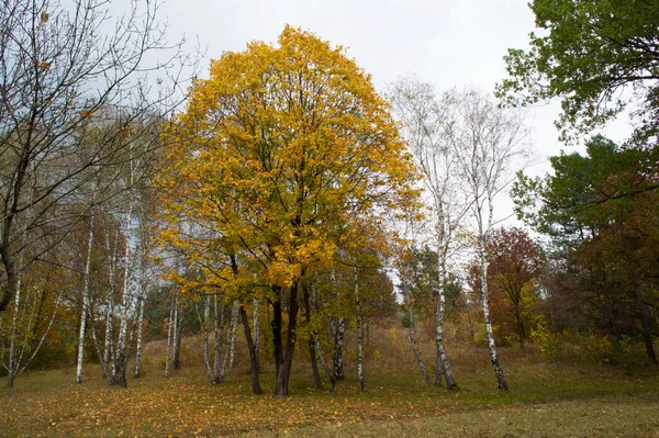 俄罗斯 高加索矿泉水 基洛沃茨克国家公园的秋季风景 — 图库照片