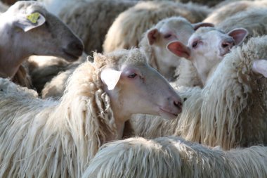 Koyun sürüsü yakın çekim