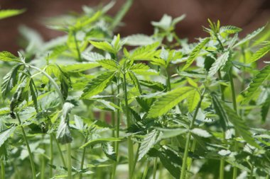 kenevir sativa bio bitkiler