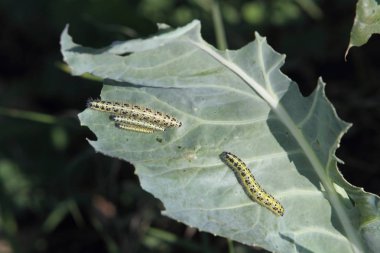 Lahana yiyen lahana yaprakları