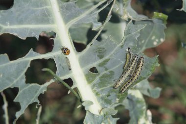 Lahana yiyen lahana yaprakları