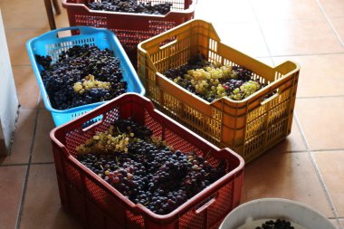 2019 mahsulünün siyah üzümü Campania - İtalya