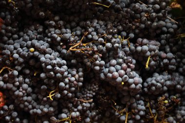 2019 mahsulünün siyah üzümü Campania - İtalya