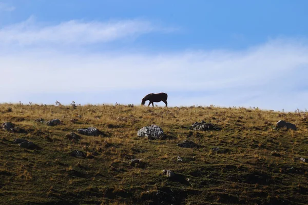 Национальный парк Абруццо, Лацио и Молизе - Лошадь в прошлом — стоковое фото