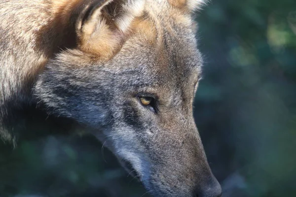 Lobos Área Vida Selvagem Civitella Alfedena — Fotografia de Stock