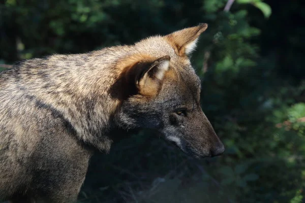 Волки Дикой Природе Чивителла Альфедена — стоковое фото