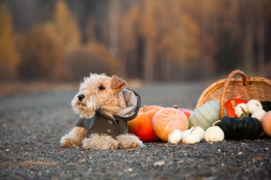 Lakeland Terrier köpeği sonbaharda bir sepet balkabağıyla bir yolda yatıyor.