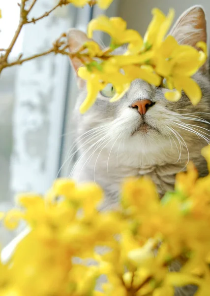 Sarı çiçekler arasında yeşil gözlü şirin gri kedi. Pencerelerin yanında çiçekli kedi yavrusu.