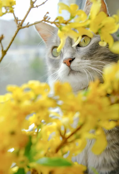 Leuke Grijze Kat Met Groene Ogen Tussen Gele Bloemen Kitten — Stockfoto