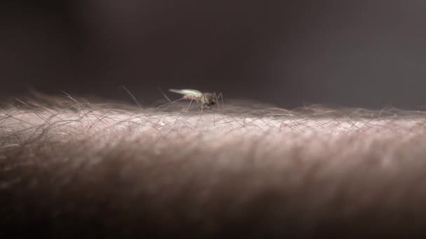 Close Sangue Mosquito Chupando Pele Humana Imagens Qualidade Produção Codec — Vídeo de Stock