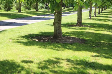 Yaz aylarında sabah güzel doğa