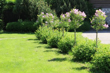 Yaz aylarında sabah güzel doğa