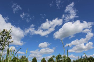 Yaz aylarında sabah güzel doğa