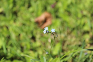 sabah gökyüzü doğa yaz