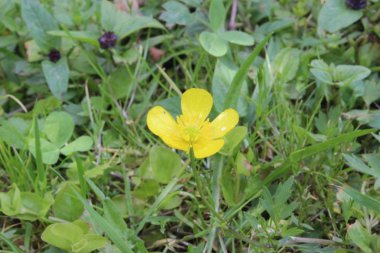 sabah gökyüzü doğa yaz