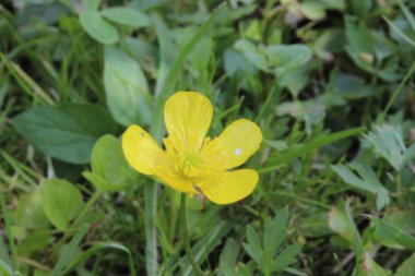 sabah gökyüzü doğa yaz