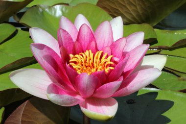 sabah gökyüzü doğa yaz