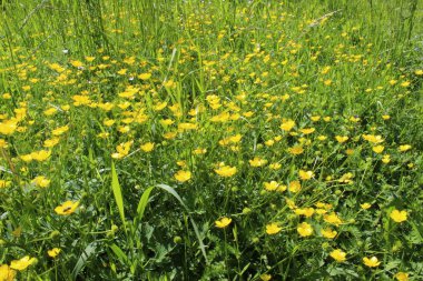 sabah gökyüzü doğa yaz