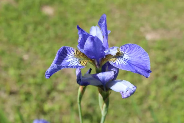 Virágok Gyönyörű Jellege — Stock Fotó
