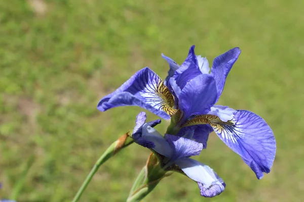 Flores Céu Bonito Natureza — Fotografia de Stock