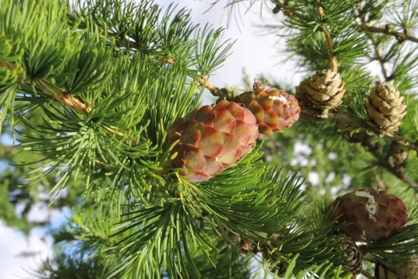 Morgen Himmel Natur Sommer — Stockfoto