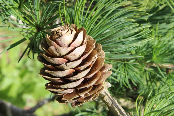 Morgen Himmel Natur Sommer — Stockfoto