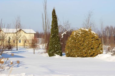 Güzel çiçekler, arka plandaki ağaçlar ve gökyüzü.