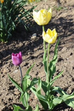 Güzel çiçekler, arka plandaki ağaçlar ve gökyüzü.