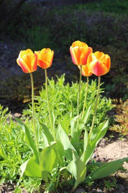 Güzel çiçekler, arka plandaki ağaçlar ve gökyüzü.
