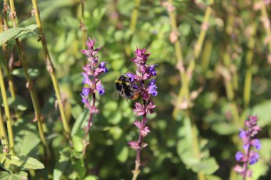 Güzel çiçekler, arka plandaki ağaçlar ve gökyüzü.