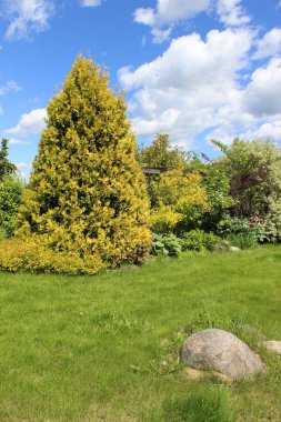 Güzel çiçekler, arka plandaki ağaçlar ve gökyüzü.