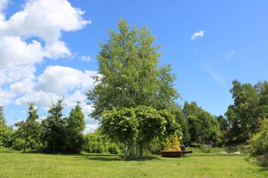 Güzel çiçekler, arka plandaki ağaçlar ve gökyüzü.