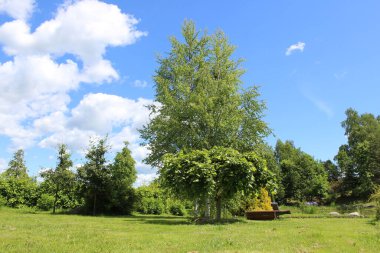 Güzel çiçekler, arka plandaki ağaçlar ve gökyüzü.